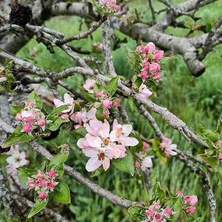 Vakantiehuis Moulin De Bellicout